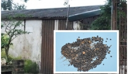 Kỳ quái xông khói bắt sâu răng và diệt sâu theo thuyết... ngũ hành