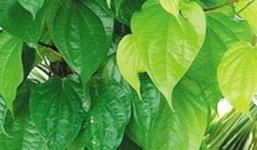 Cách làm mặt nạ trị nám bằng lá trầu không