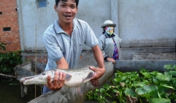 Đổ xô xem 'cá sấu dị dạng' tại Vĩnh Long