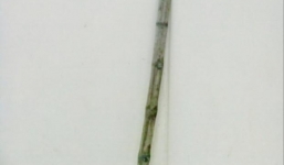 Đánh anh rể tử vong vì tức giận