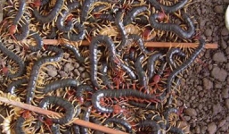 Sóc Trăng liên tiếp xuất hiện rết khổng lồ