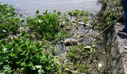 Bản tin 113 – chiều 10/11: Đang câu cá, phát hiện xác chết đội mũ bảo hiểm…