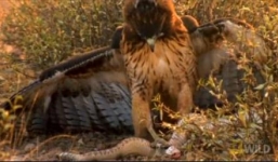 Đại bàng săn rắn chuông trên đồng cỏ cực đỉnh