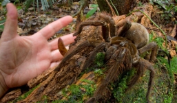 Phát hiện 'quái vật' nhện khổng lồ to bằng con chó con