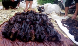 10 cá thể voọc chà vá chân đỏ, khỉ mặt đỏ bị sấy khô