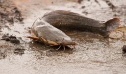 Thực hư chuyện cá trê sống dưới huyệt