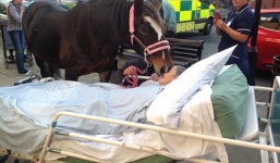 Rơi nước mắt cảnh chú ngựa hôn vĩnh biệt chủ nhân