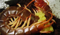 Cận cảnh rết khổng lồ đẻ trứng ở Việt Nam