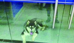 Chú chó đi lạc biết tìm đến đồn cảnh sát nhờ giúp đỡ