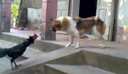 Gà trống chọi nhau quyết liệt với chó nhà