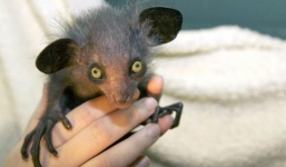 Những con vật xấu và hiếm nhất quả đất