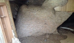 Tổ ong khổng lồ chứa 350.000 con trong xe ô tô