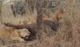 Đàn trâu rừng hợp sức đánh bại sư tử giải cứu đồng loại 