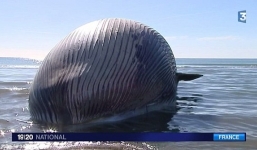 Xác cá voi 15 tấn chực chờ nổ tung bên bờ biển nước Pháp