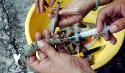 Cà Mau: Bắt quả tang trường hợp tiêm tạp chất vào tôm