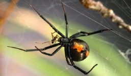 10 loài động vật ăn thịt đồng loại đáng sợ nhất thế giới