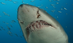 Ngư dân Philippines phát hiện xác người trong bụng cá mập