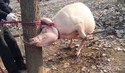 Bò vào chuồng lợn chơi, bé 2 tuổi ở Trung Quốc bị lợn nái tấn công đến chết
