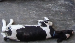 Công an xã nhảy xuống kênh bắt tên trộm bò sữa trong đêm