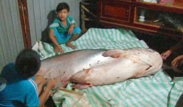 Nông dân Đồng Tháp bắt được cá tra dầu 'khủng' nặng 135kg