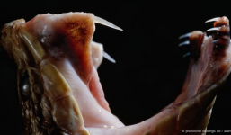 Truy lùng “rắn quái vật” tại Borneo