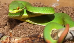 Rắn lục đuôi đỏ hoành hành, nghi vấn kẻ lạ mặt thả rắn độc cắn người