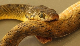 Phát hiện con rắn tự tử bằng cách tự cắn cổ?