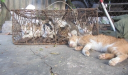 Triệt phá nhóm thanh niên chuyên trộm chó mèo