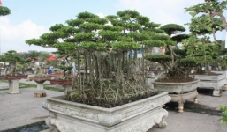 Độc đáo Festival sinh vật cảnh, đá quý, đá phong thủy 