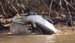 Báo đốm đói mồi định xé xác cá sấu ngay dưới đầm lầy