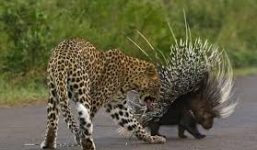 Xem báo đốm dùng tuyệt chiêu xuyên thủng lông nhím