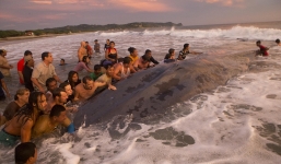 Hơn 50 người kiệt sức giải cứu cá voi khổng lồ mắc cạn bên bờ biển