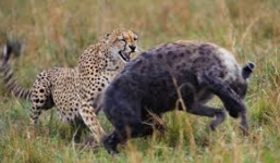 Báo mẹ đánh bạt bầy linh cẩu để cứu con