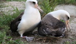 Những động vật sống lâu nhất thế giới