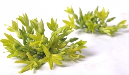 Những tác dụng 'thần dược' của hoa thiên lý