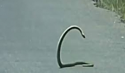 Con rắn kỳ lạ khiêu vũ giữa đường quốc lộ