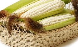 Tác dụng 'tiên dược' của râu ngô