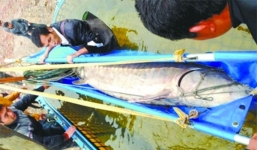 Bắt được cá tầm 'khổng lồ' nặng 350kg, dài 3,3m