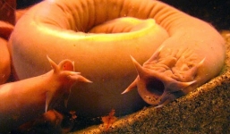 Loài cá mù 'ma cà rồng' có đến 4 quả tim