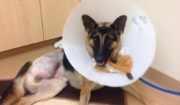 Bị xiềng xích, chú chó tự gặm chân mình để giải thoát