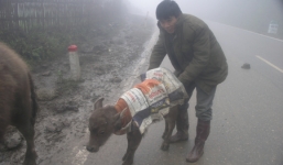 Nhiệt độ Sa Pa 9 độ C, người dân sơ tán gia súc tránh rét