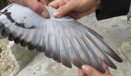 Bắt được chim bồ câu 'đưa thư' mang kí tự lạ giống chữ Trung Quốc