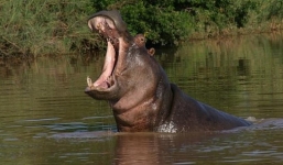 Hà mã 'nổi điên' húc lật thuyền, 13 người bị chết đuối