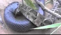 Hổ mang đen nuốt chửng hổ mang chúa