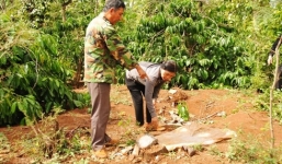 Bé gái sơ sinh bị bỏ rơi ở rẫy cà phê