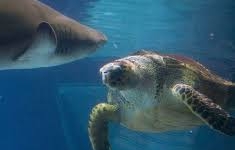 Cá mập hổ hoảng loạn vì bị rùa biển tấn công liên tiếp
