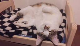 Ảnh hài hước: Những chiếc giường ngộ nghĩnh dành cho mèo cưng