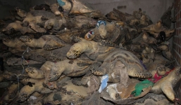 Phát hiện hàng nghìn cá thể rùa biển quý hiểm bị sấy khô