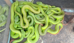 Clip: Cận cảnh rắn lục đuôi đỏ đẻ 12 con cùng lúc