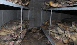 Đường dây săn bắt và chế tác rùa biển của đại gia Nha Trang bị triệt phá